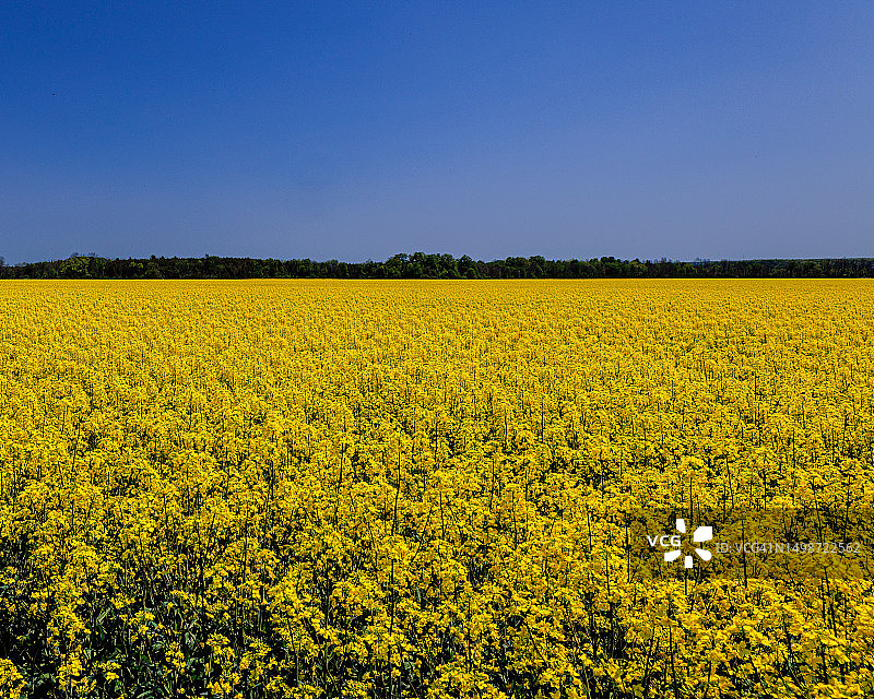 加拿大安大略省油菜籽田的风景图片素材