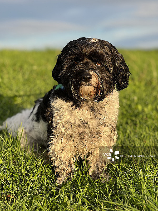新西兰田野上的哈瓦那犬肖像图片素材