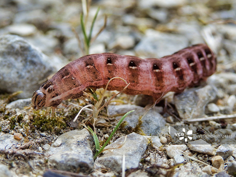 岩石上的昆虫特写，法国多尔多涅图片素材