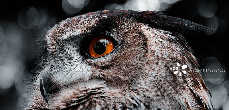 近距离拍摄的雕鸮，斯洛伐克图片素材