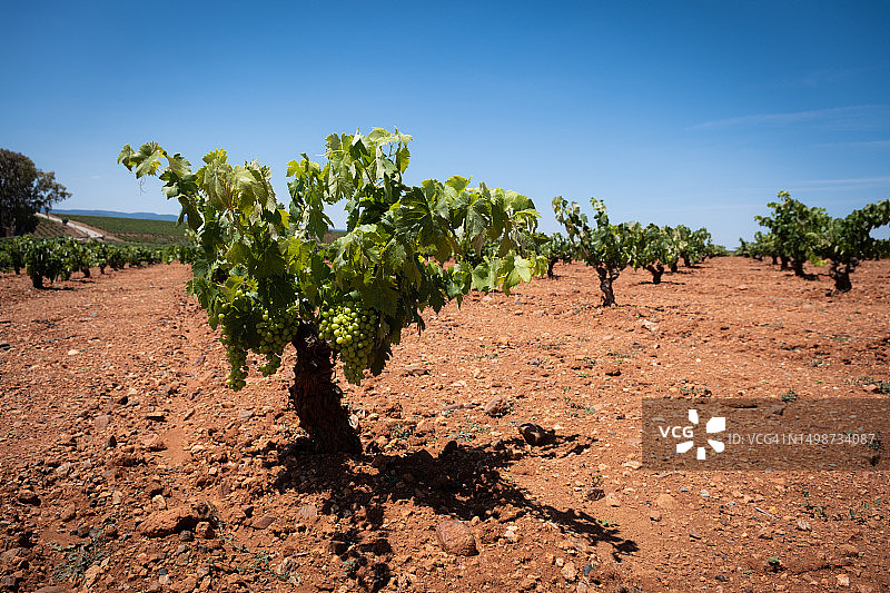用于酿酒的白葡萄藤图片素材