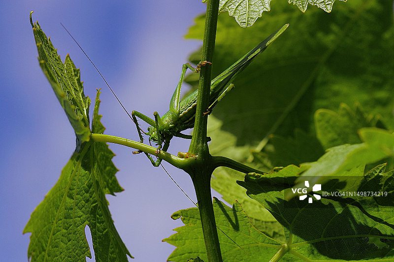 低角度看植物与天空图片素材