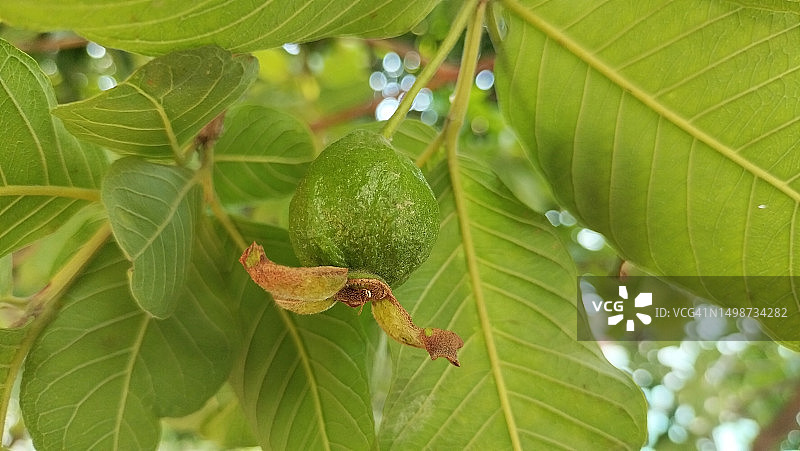 低角度拍摄的树上水果，印度特伦甘纳邦海德拉巴图片素材
