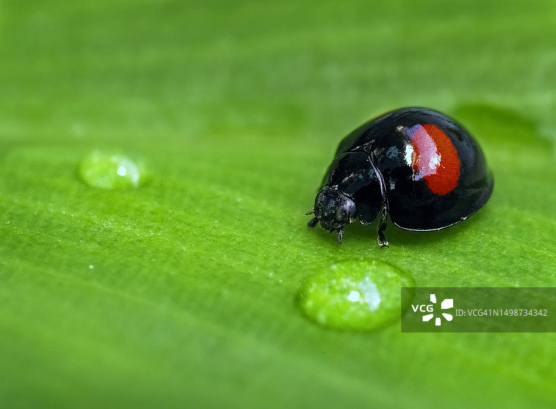 树叶上的瓢虫特写图片素材