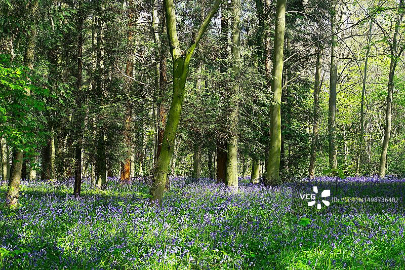 比利时弗拉芒大区森林中的开花植物图片素材
