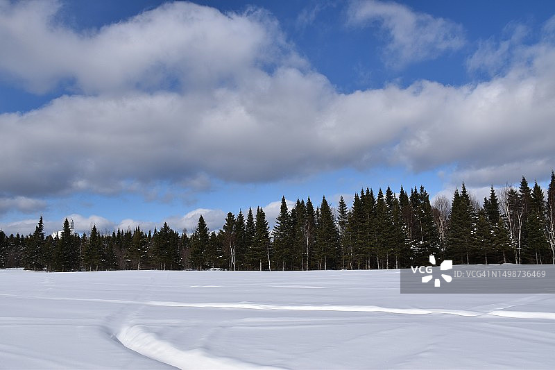 加拿大雪地上的树木图片素材