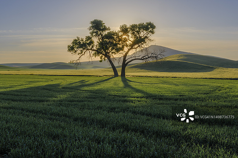 美国华盛顿州惠特曼县日落时分的原野树木图片素材