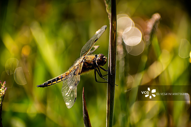 蜻蜓在植物上的特写，爱尔兰都柏林郡图片素材