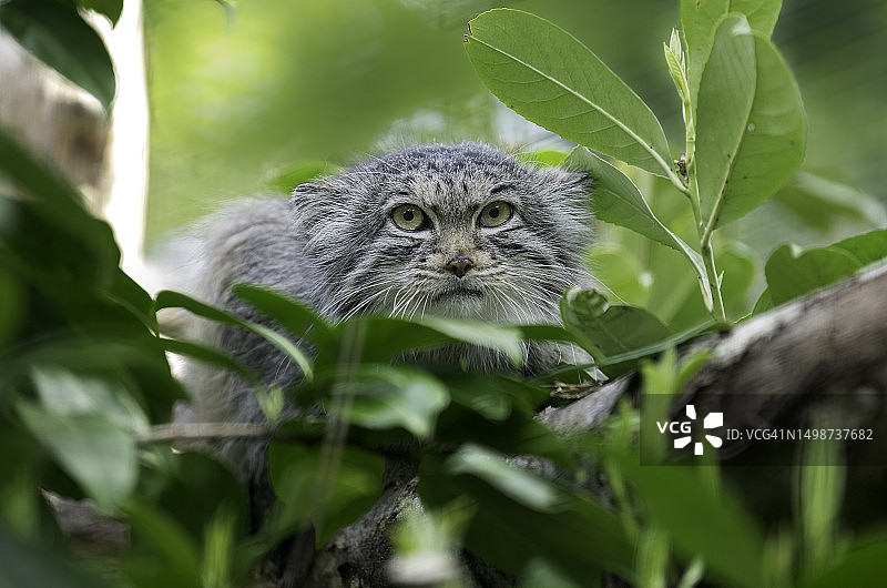 植物旁的猫，英国阿什福德图片素材