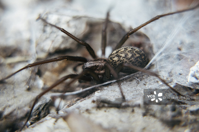 家幽灵蛛，俗称室内家蛛图片素材