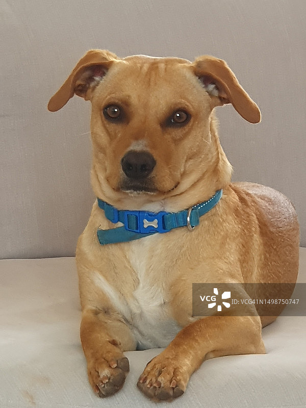 漂亮的棕色混血狗特写图片素材