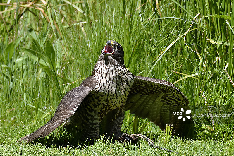 保护猎物免受空中掠食者的侵害（猎隼）图片素材