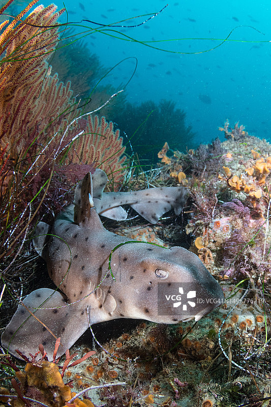 角鲨(Heterodontus francisci)图片素材