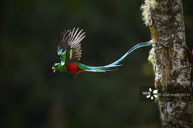 辉煌绿咬鹃图片素材