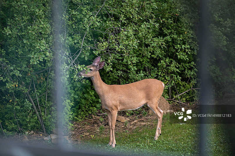 鹿的问题图片素材
