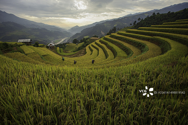 越南安沛木江界雨季的绿色梯田图片素材
