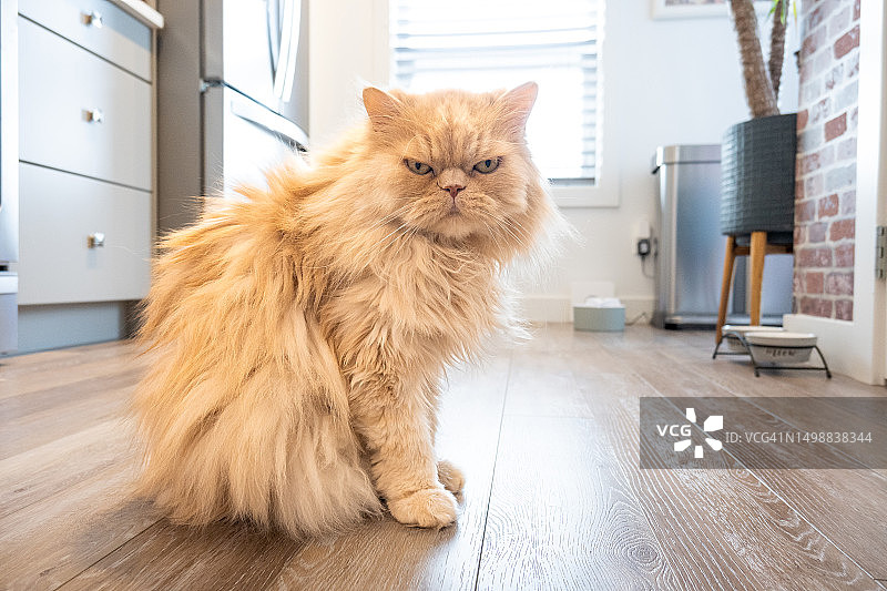 等待食物的不开心的波斯猫图片素材