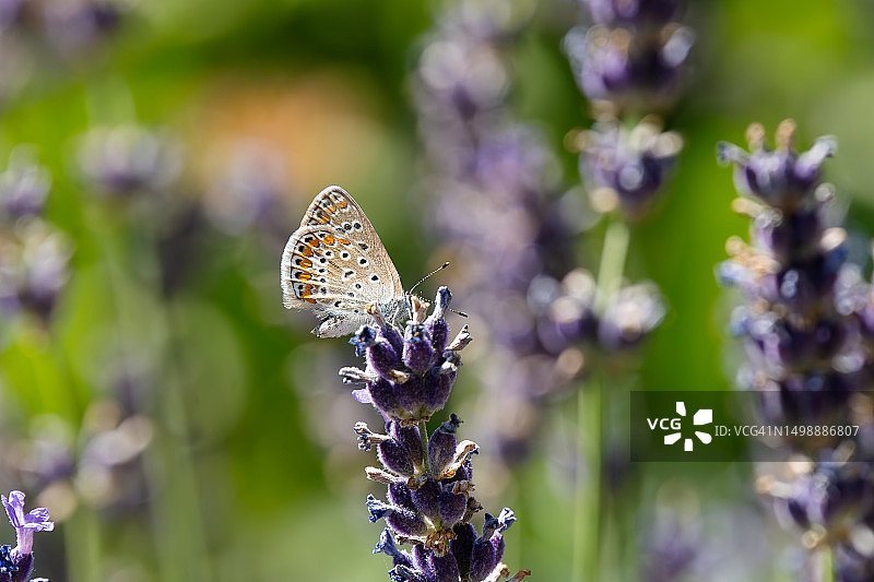蝴蝶 - 普通蓝灰蝶图片素材