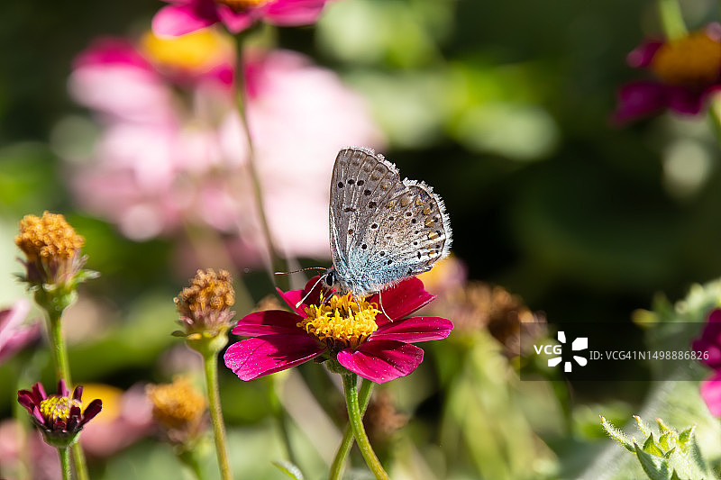 蝴蝶 - 普通蓝灰蝶图片素材