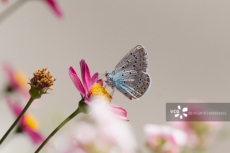 蝴蝶 - 普通蓝灰蝶图片素材