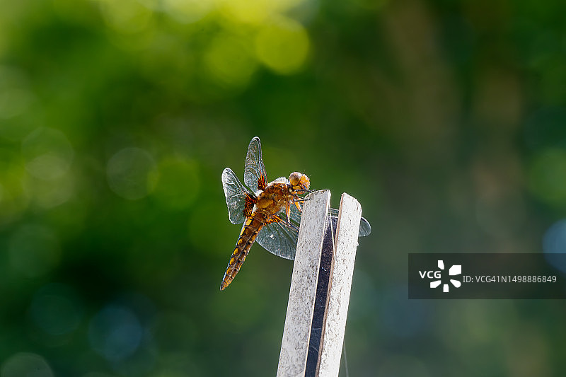 蜻蜓 - 宽体灰蜻图片素材