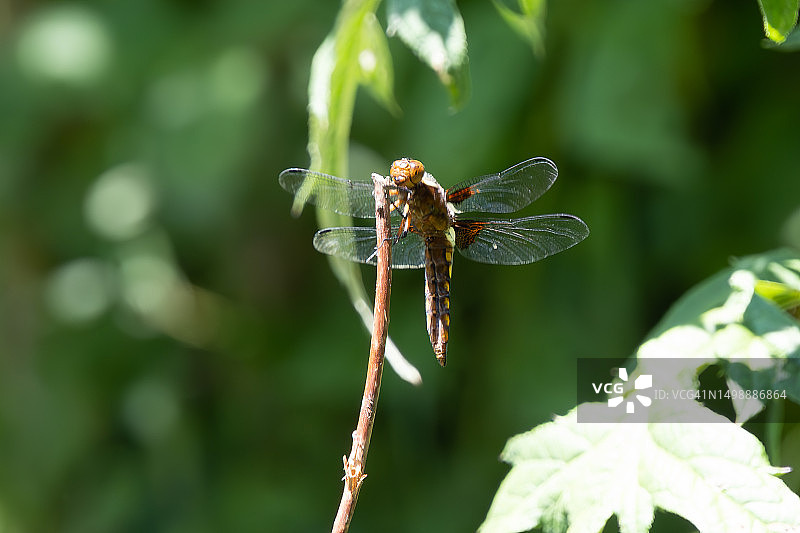 蜻蜓 - 宽体灰蜻图片素材