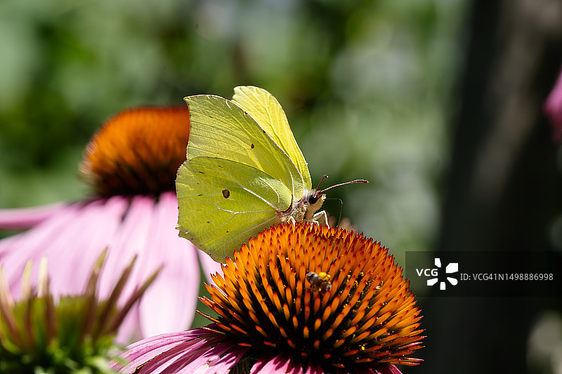 蝴蝶 - 普通粉蝶图片素材