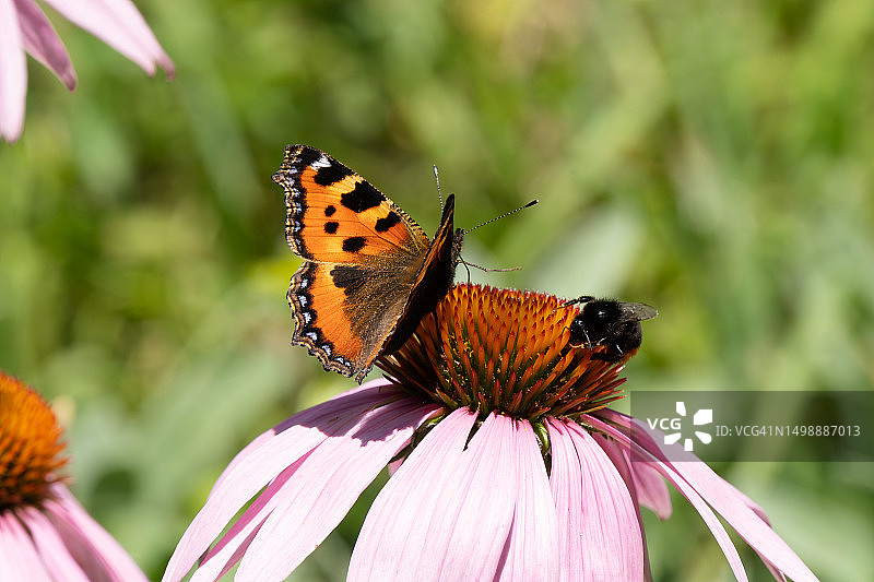 蝴蝶 - 小荨麻蛱蝶图片素材