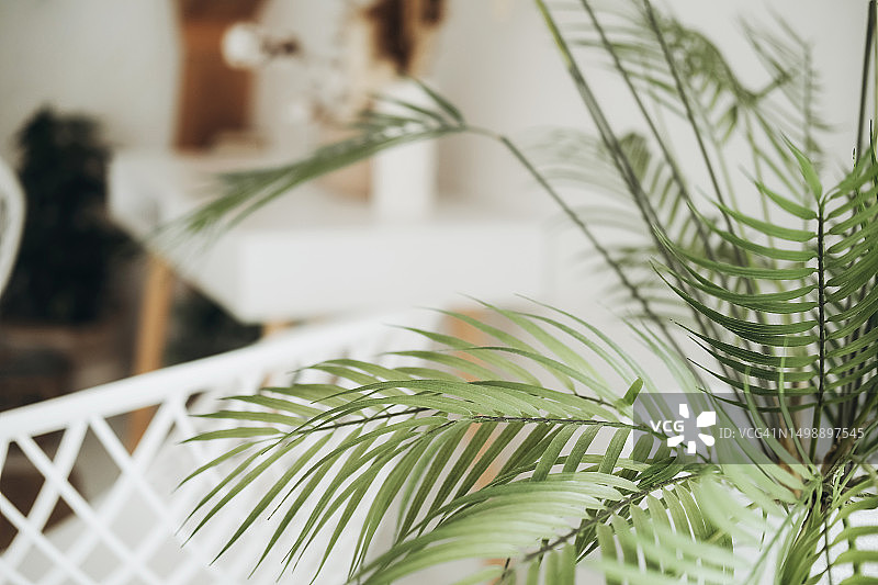 室内装饰棕榈树图片素材