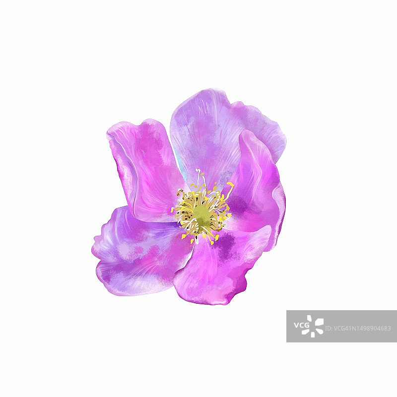 白色背景上孤立的粉色玫瑰果花。水彩插画。婚礼请柬、贺卡、化妆品和食品包装。图片素材