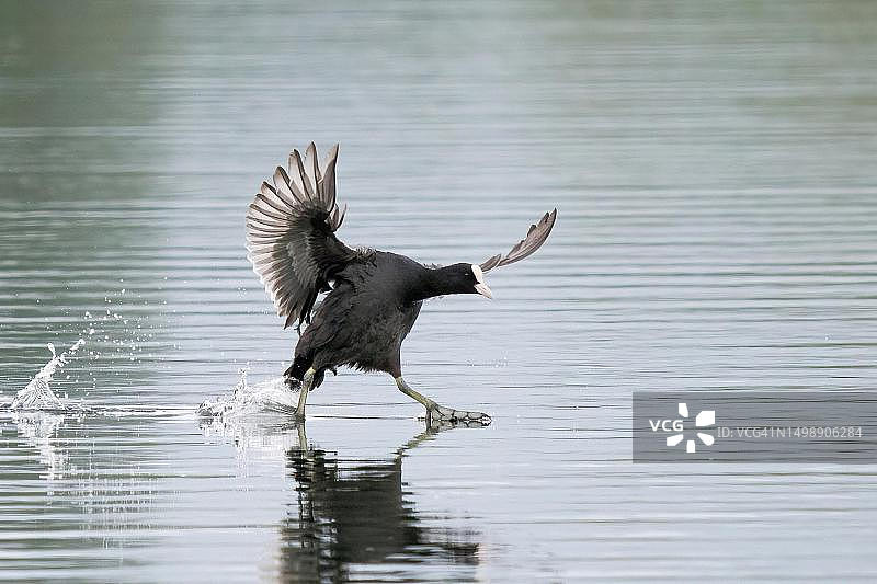 普通骨顶鸡（Fulica atra）在水面降落，德国黑森州图片素材