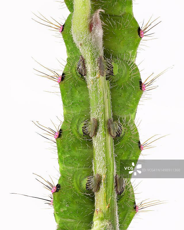 小夜孔雀蛾幼虫，腹足，颜色变化，第五阶段，德国下萨克森图片素材