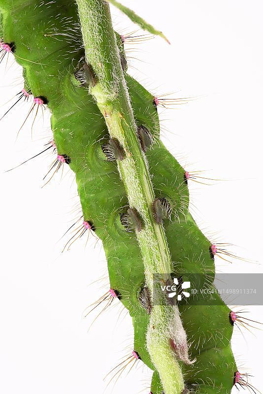 小夜孔雀蛾幼虫，腹足，颜色变化，第五阶段，德国下萨克森图片素材