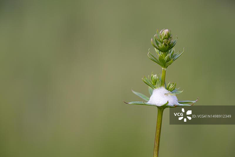 沫蝉幼虫泡沫巢，德国北莱茵-威斯特法伦州图片素材