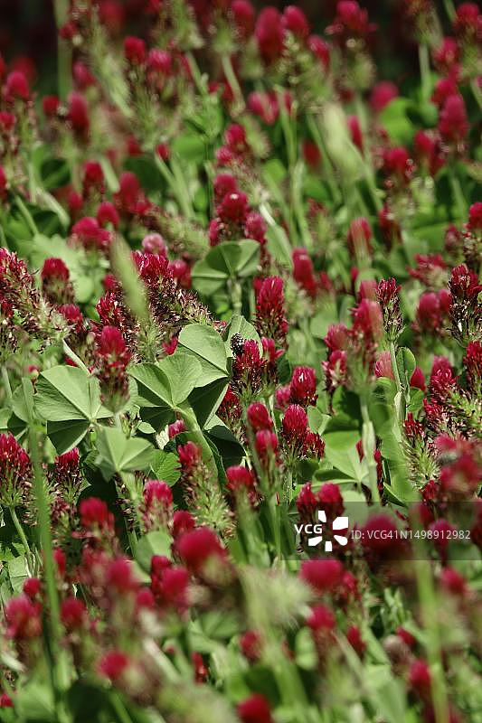 化身三叶草，深红三叶草（Trifolium incarnatum），五月，德国萨克森图片素材