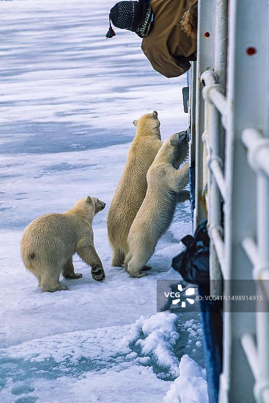 在船上寻找食物的北极熊（拉丁名：Ursus maritimus），挪威斯瓦尔巴群岛图片素材