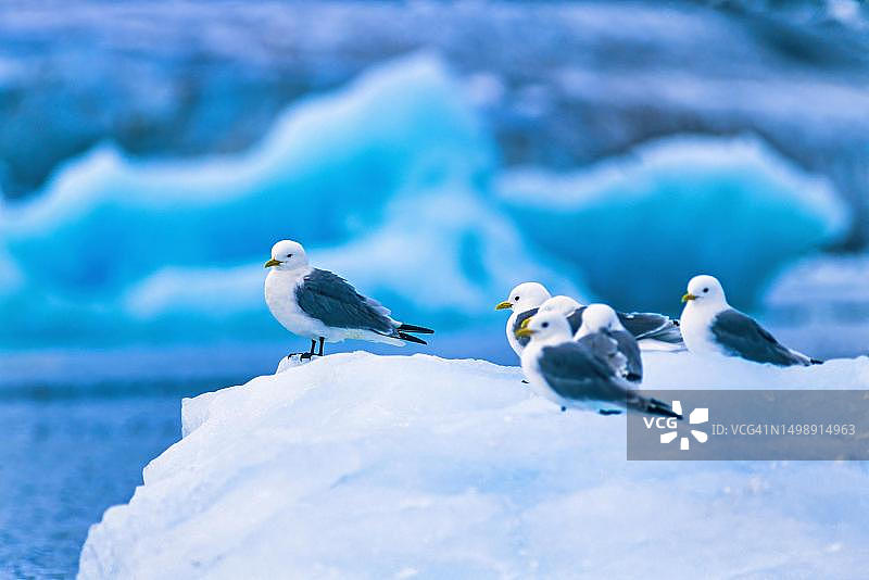 北极海斯瓦尔巴特群岛冰上的黑腿三趾鸥群图片素材
