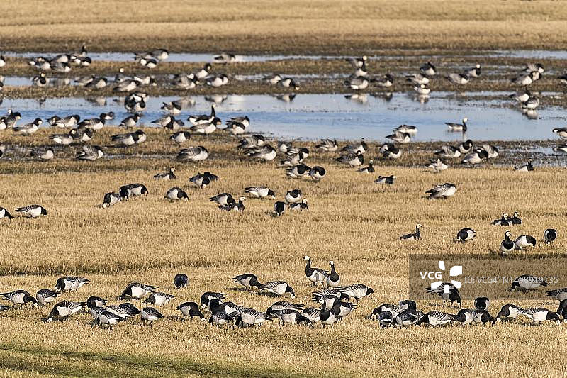 德国石荷州湿地候鸟迁徙图片素材