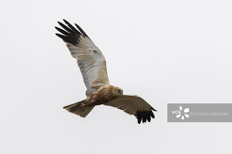 飞行中的西方沼泽鹞，奥地利诺伊锡德尔湖-塞温克尔国家公园图片素材