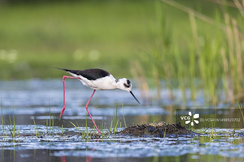黑翅长脚鹬在奥地利布尔根兰州新锡德尔湖-Seewinkel国家公园水域的巢穴图片素材