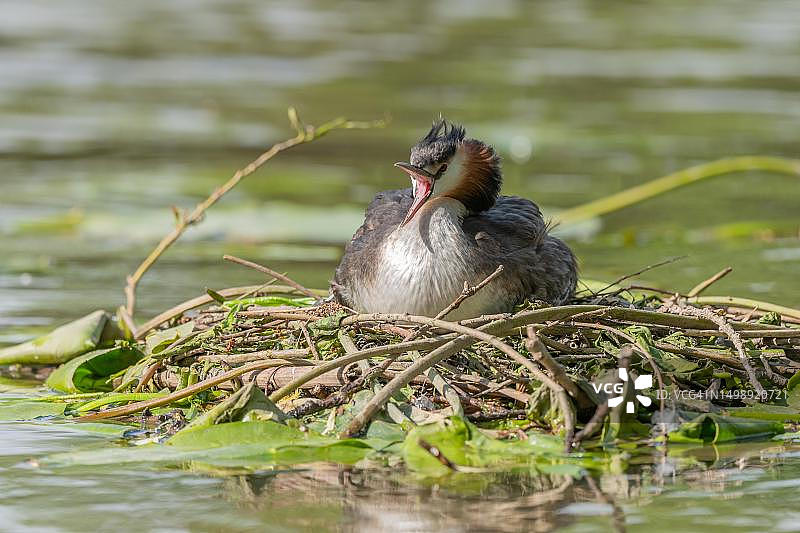 凤头䴙䴘在巢中张开喙，法国阿尔萨斯图片素材