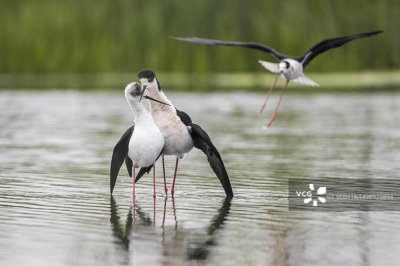 黑翅高跷(Himantopus Himantopus),一对情侣在水中交配,奥地利布尔根兰的Neusiedl-Seewinkel湖国家公园图片素材