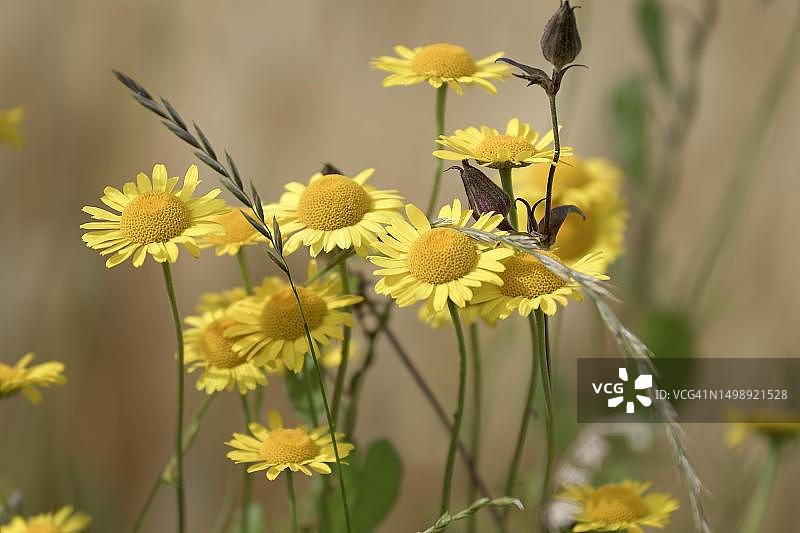 金色玛格丽特菊花图片素材