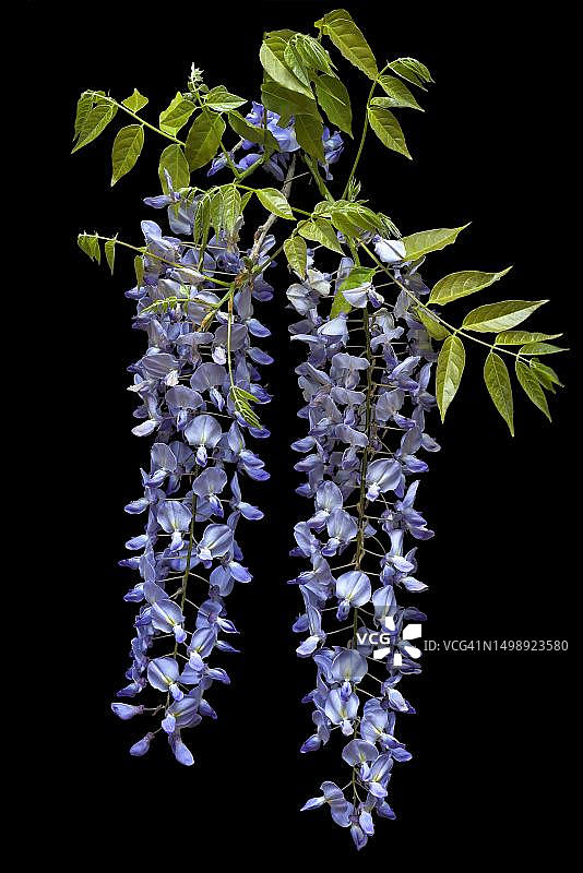 德国巴伐利亚黑色背景上的紫藤花图片素材