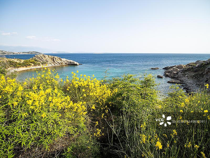 金雀花，开着黄色花朵的灌木，后方是海湾，位于克罗地亚克尔克岛斯塔拉巴斯卡附近图片素材