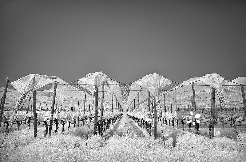 受薄膜保护的葡萄藤，葡萄栽培，红外图像，德国巴登-符腾堡州斯图加特图片素材