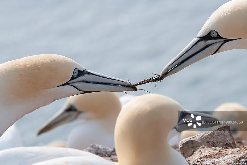 北方塘鹅争夺筑巢材料，德国黑尔戈兰岛图片素材