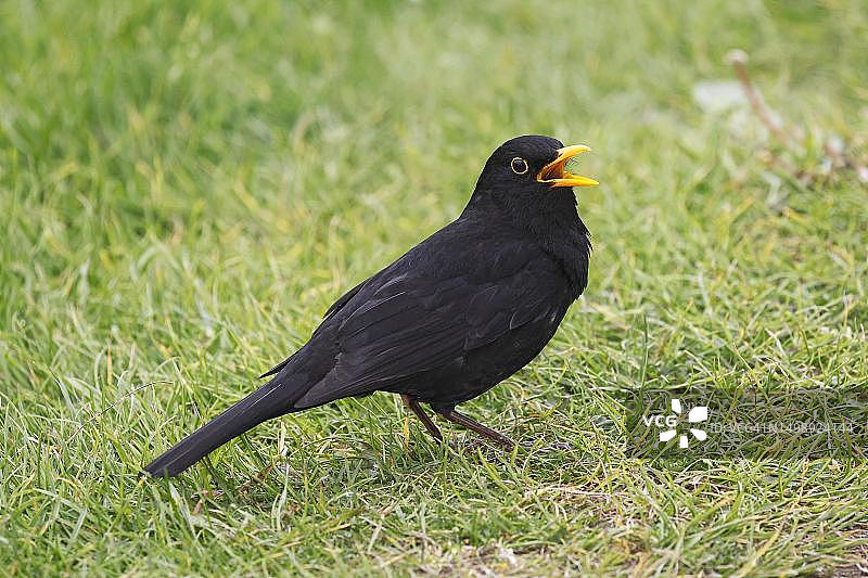 歌唱的雄性黑鹂，德国石勒苏益格-荷尔斯泰因图片素材