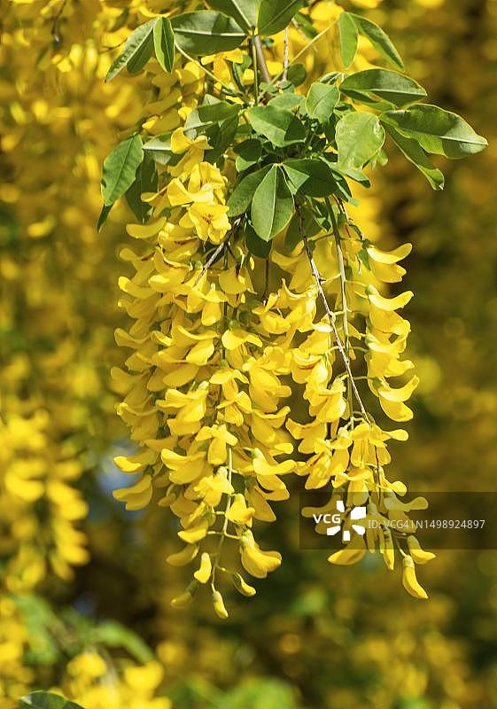 瑞典延雪平的金链花图片素材