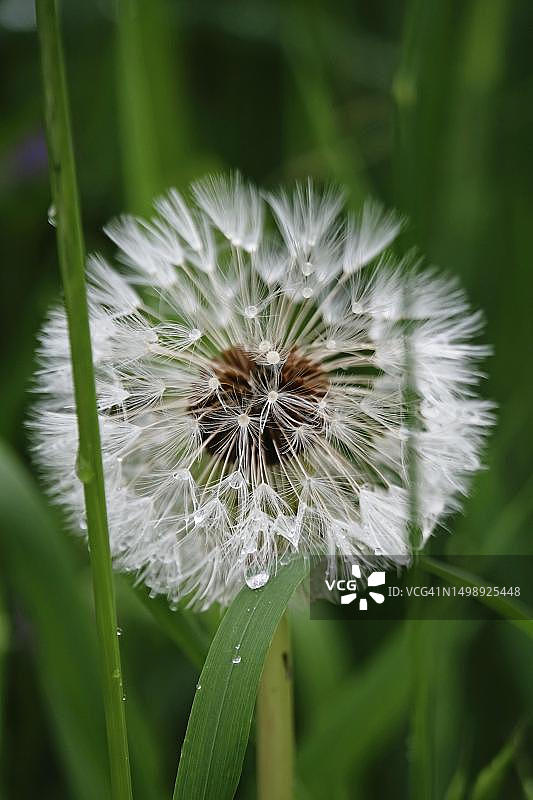 德国雨后的蒲公英图片素材